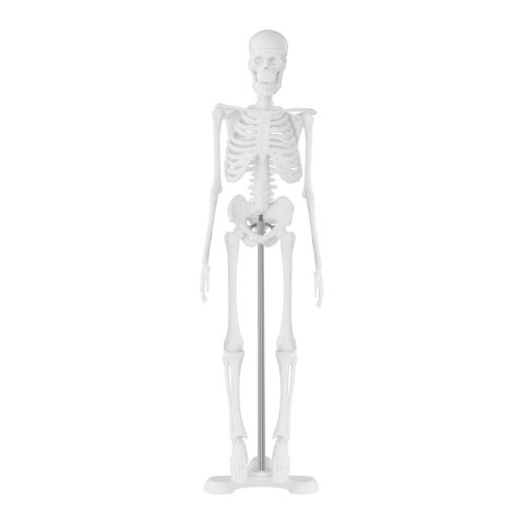 Model anatomiczny ludzkiego szkieletu 47 cm